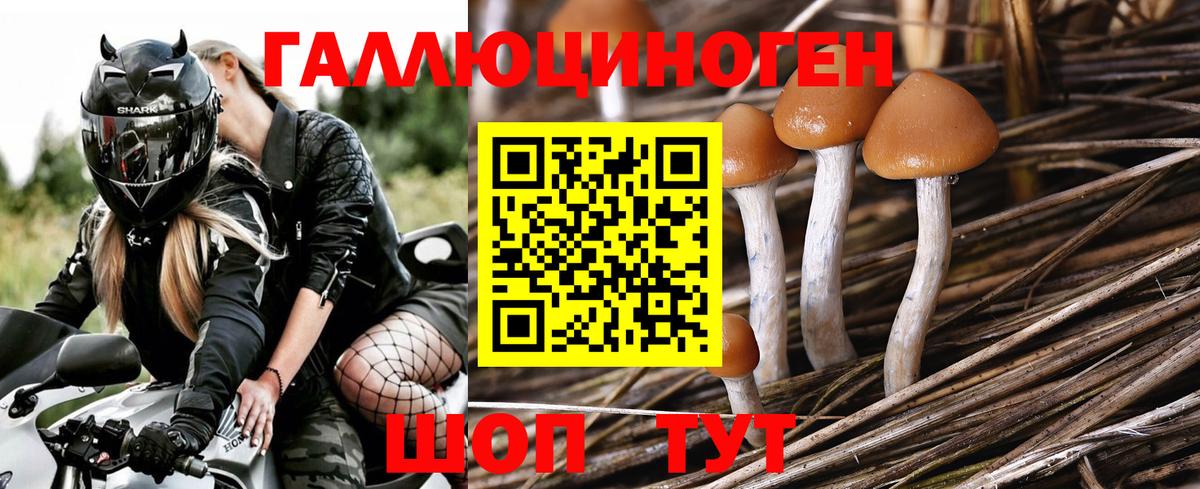Псилоцибиновые грибы Psilocybe  Георгиевск  наркошоп  Галлюциногенные грибы ЛСД 