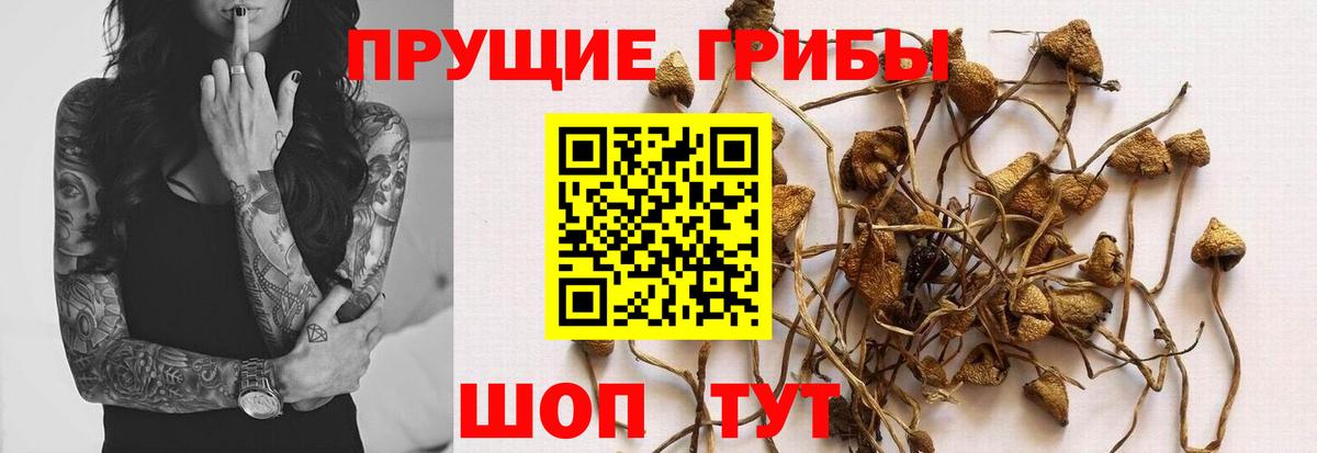 Псилоцибиновые грибы Psilocybe Георгиевск